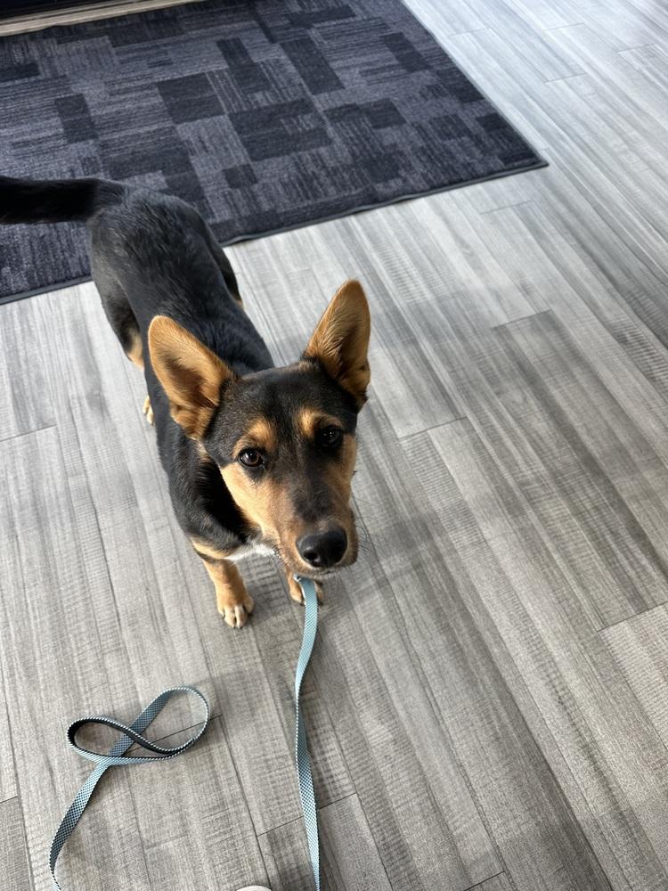 Enlarge Jackie, a Adoptable mixed breed in Rapid City, SD image 2/5