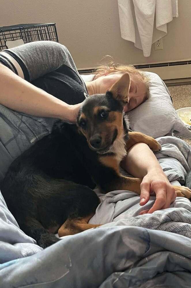 Jackie, Adoptable, Puppy Female Cattle Dog.