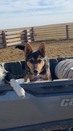 Enlarge Jackie, a Adoptable mixed breed in Rapid City, SD image 2/3