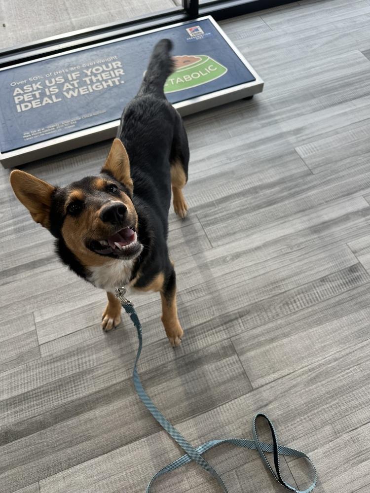 Enlarge Jackie, a Adoptable mixed breed in Rapid City, SD image 4/5