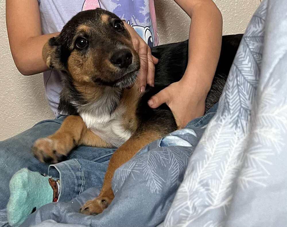 Enlarge Jackie, a Adoptable mixed breed in Rapid City, SD image 3/3