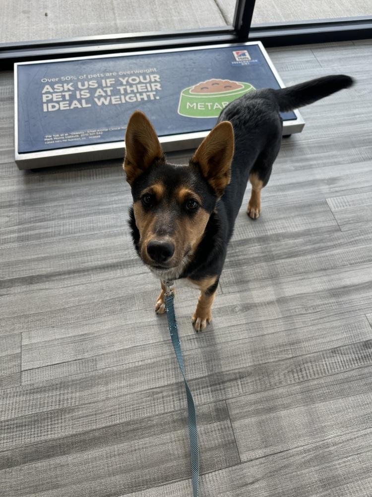 Enlarge Jackie, a Adoptable mixed breed in Rapid City, SD image 5/5