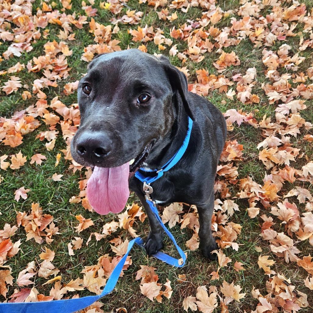 Harry, Adoptable, Adult Male Labrador Retriever.