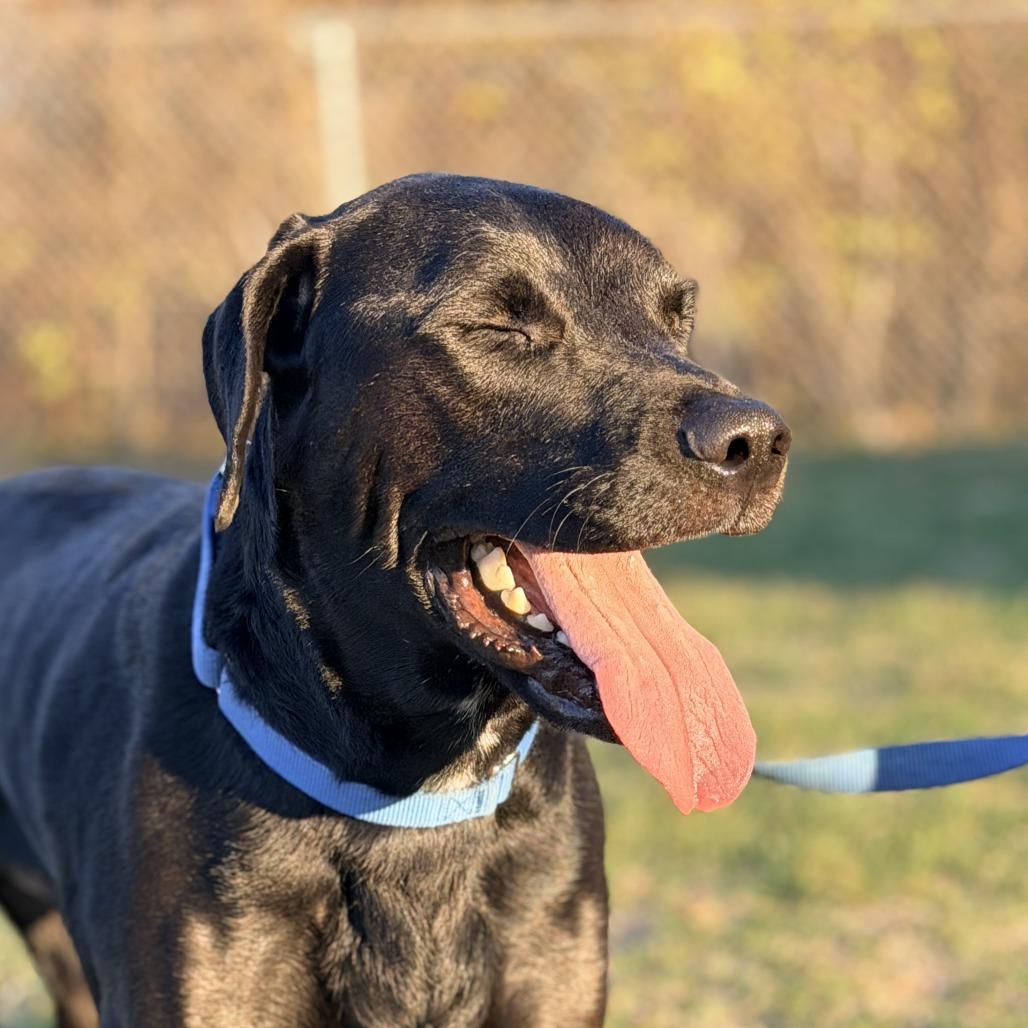 Enlarge Harry, a Adoptable mixed breed in Champaign, IL image 2/4