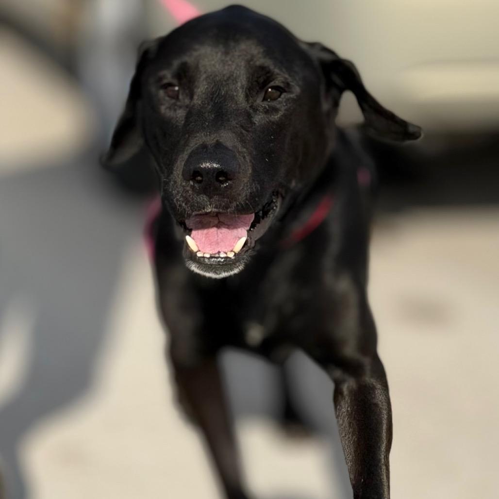 Enlarge Harry, a Adoptable mixed breed in Champaign, IL image 3/4