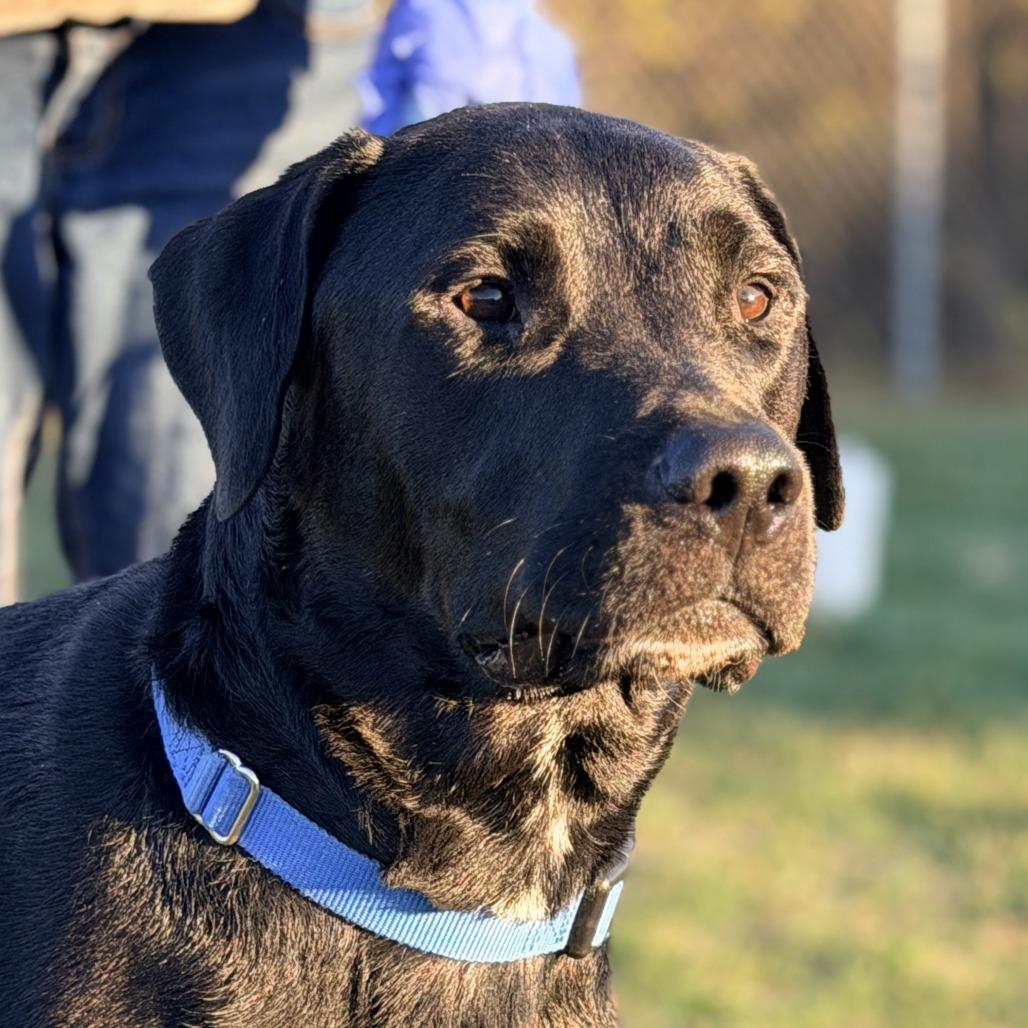 Enlarge Harry, a Adoptable mixed breed in Champaign, IL image 4/4