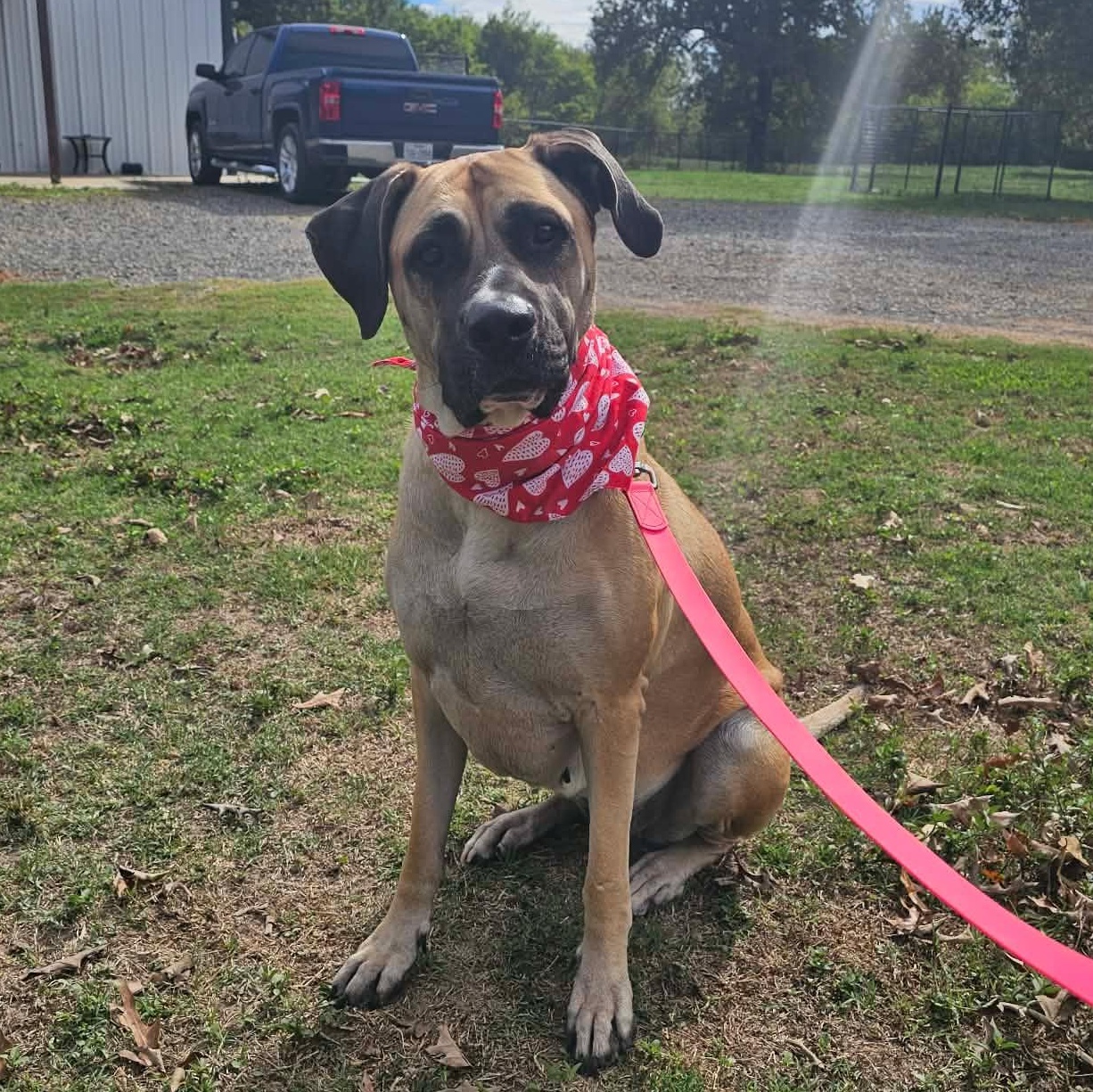 Enlarge Big Mamma, a Adoptable mixed breed in Wadena, MN image 1/6