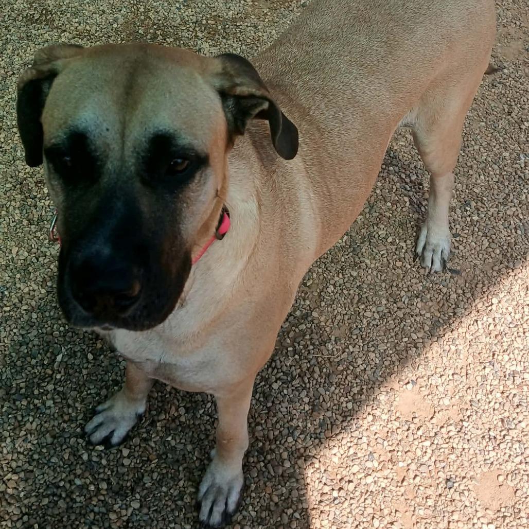 Enlarge Big Mamma, a Adoptable mixed breed in Wadena, MN image 6/6