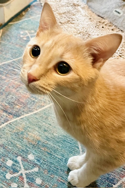 SPUNKY SONNY, a Adoptable mixed breed in Spotsylvania, VA image 1/5