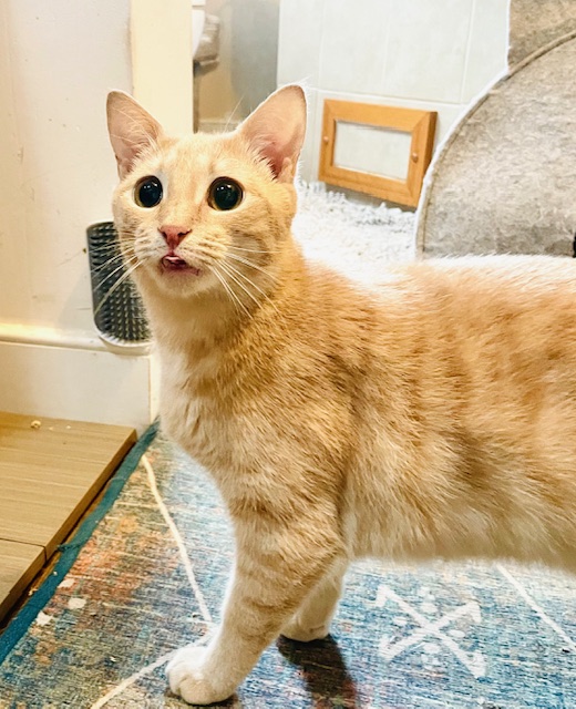 SPUNKY SONNY, a Adoptable mixed breed in Spotsylvania, VA image 2/5