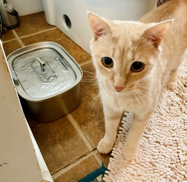 SPUNKY SONNY, a Adoptable mixed breed in Spotsylvania, VA image 3/5