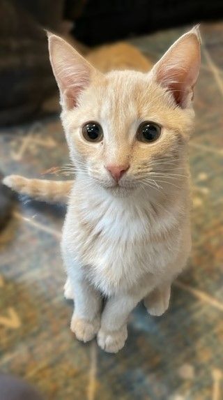 SPUNKY SONNY, a Adoptable mixed breed in Spotsylvania, VA image 5/5