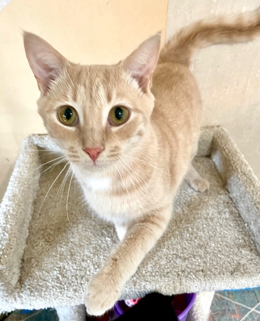 SPUNKY SONNY, a Adoptable mixed breed in Spotsylvania, VA image 4/5