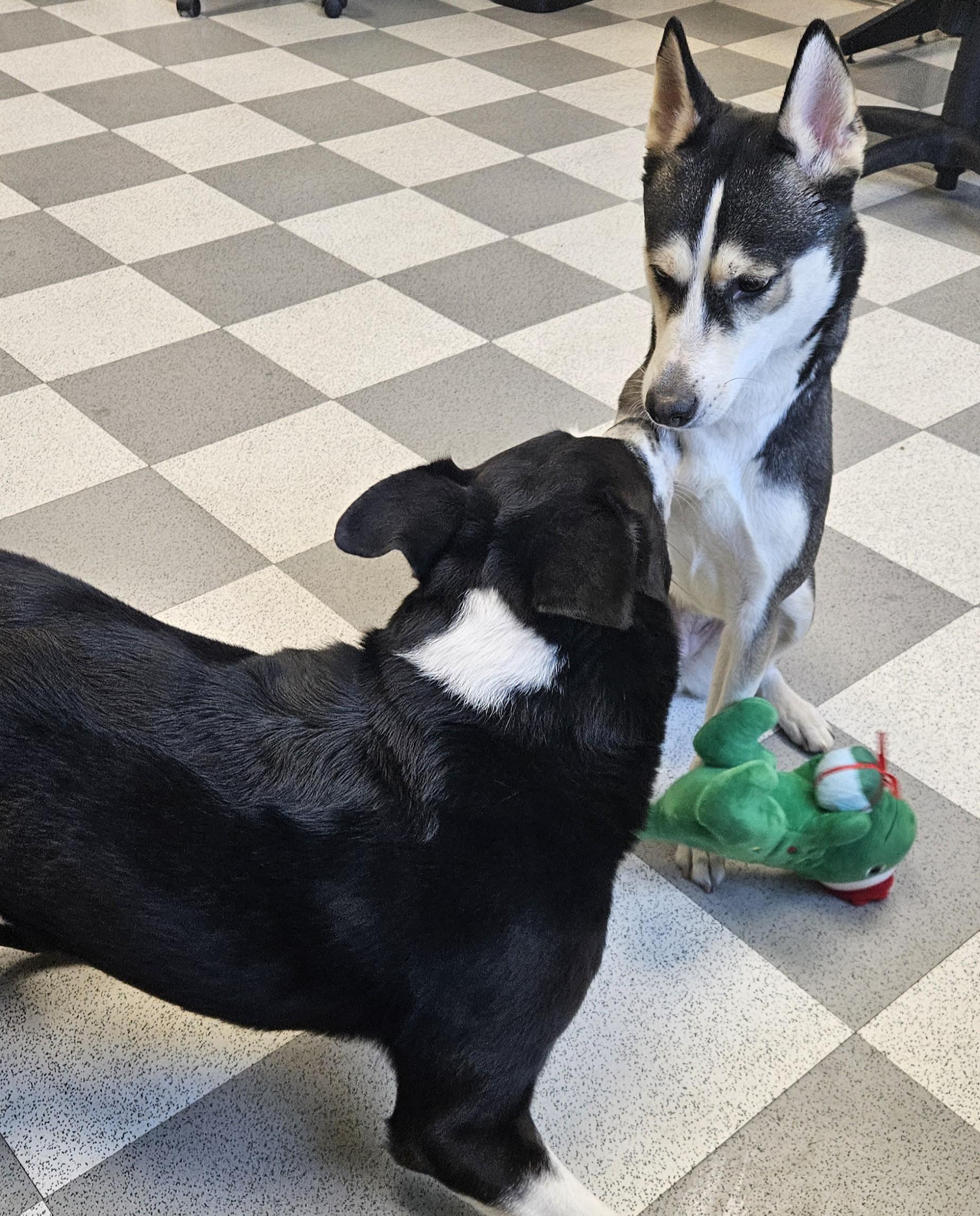 Maggie, an adopted mixed breed in Benton Harbor, MI image 2/5