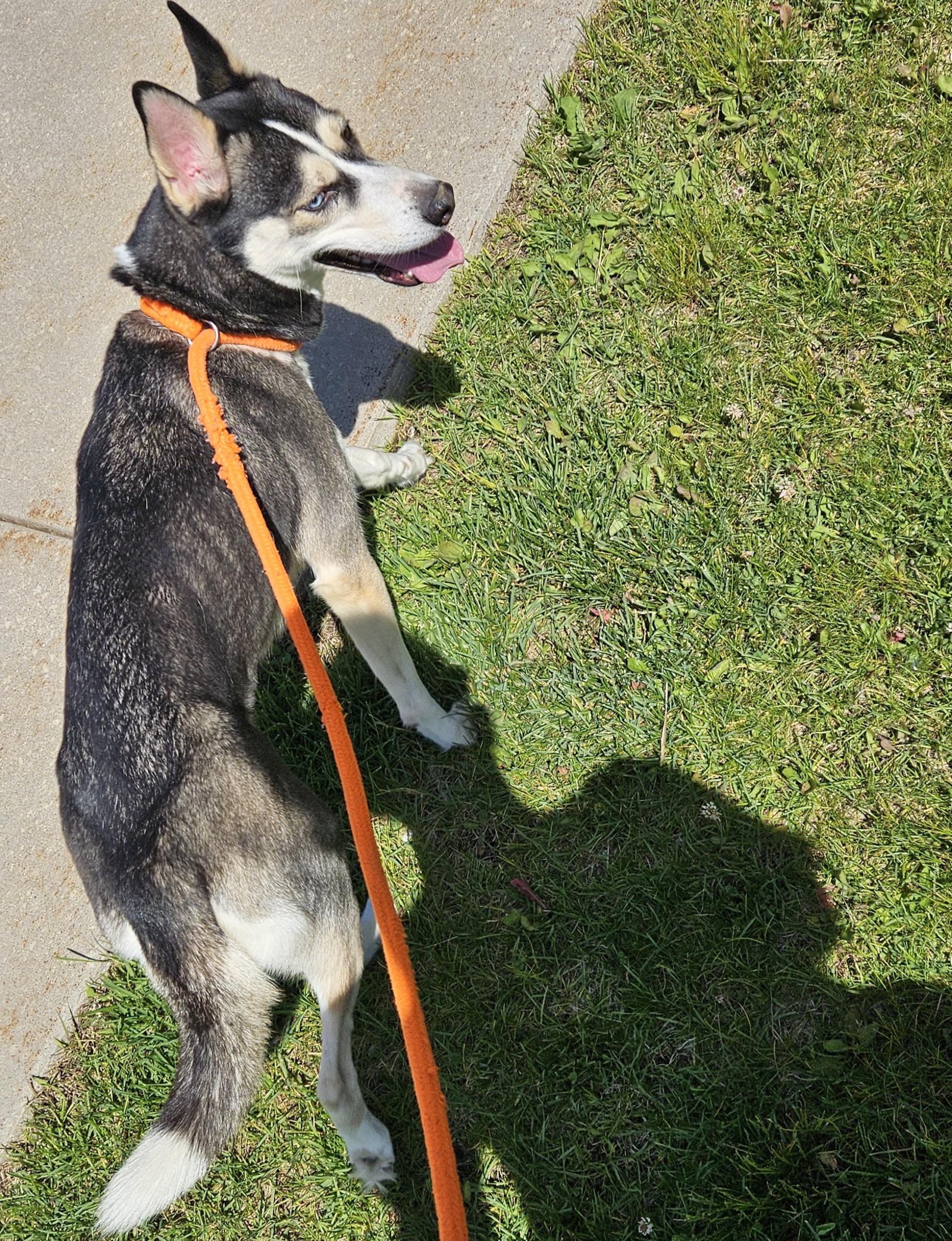 Maggie, an adopted mixed breed in Benton Harbor, MI image 3/5