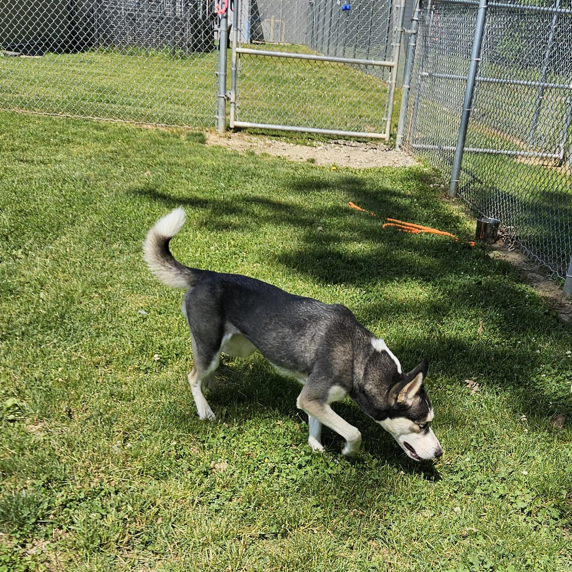Maggie, an adopted mixed breed in Benton Harbor, MI image 4/5