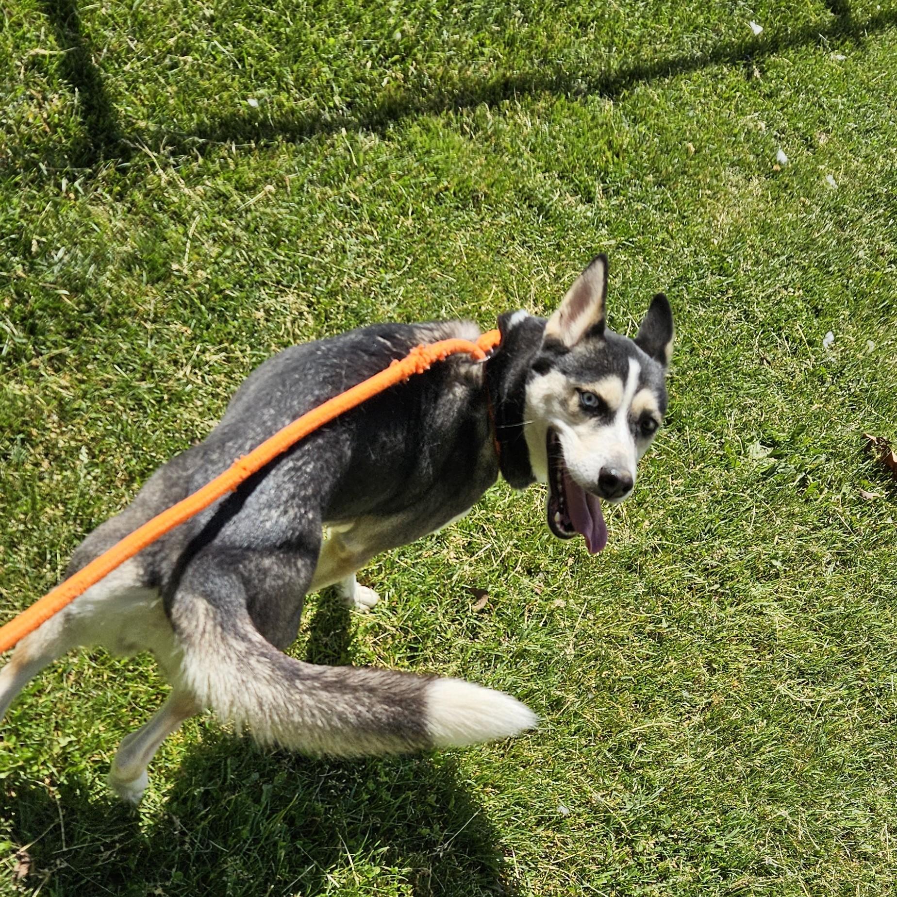 Maggie, an adopted mixed breed in Benton Harbor, MI image 5/5