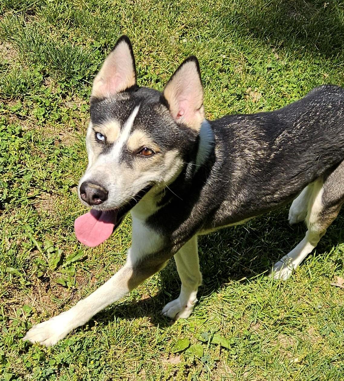 Maggie, adopted, Adult Female Husky.