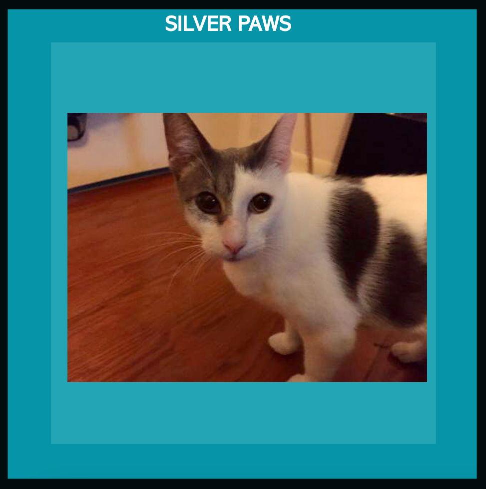 Enlarge Chance the cat, a Adoptable Domestic Short Hair in Royal Palm Beach, FL image 1/6