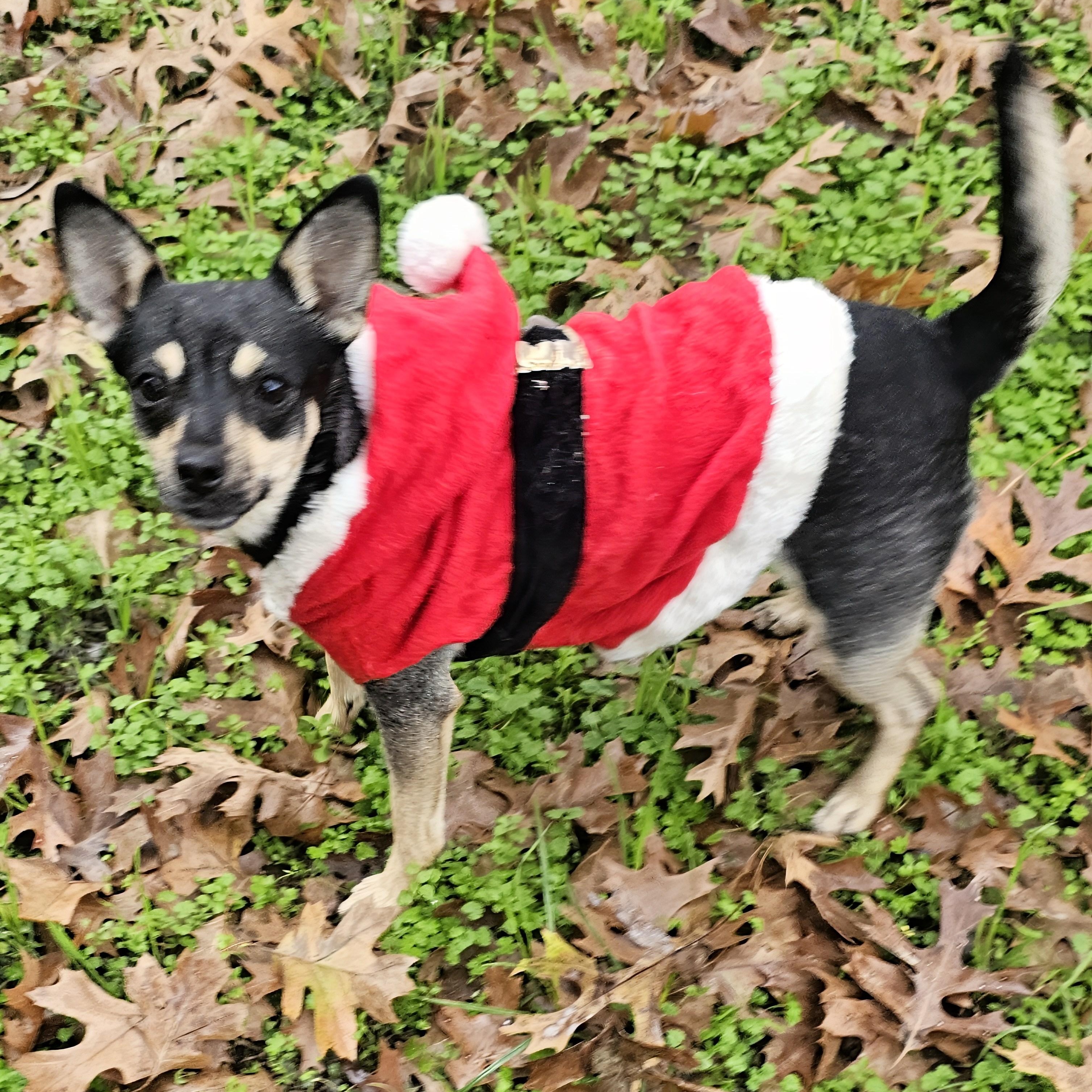 Enlarge Pretty Girl, an adopted mixed breed in Dallas, TX image 2/6