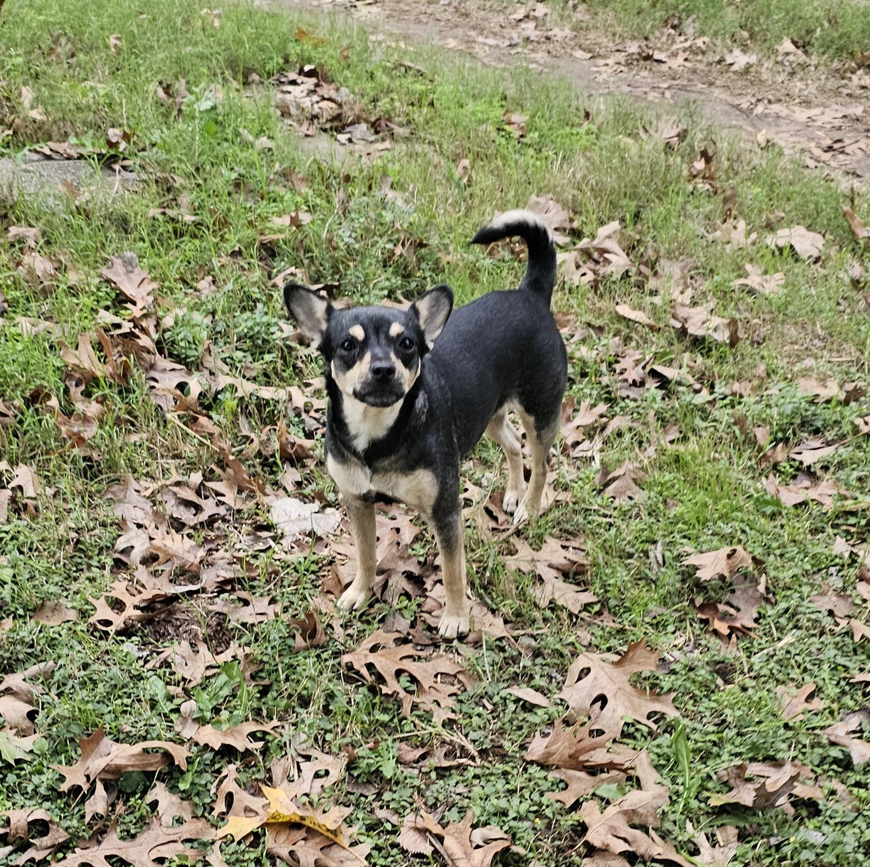 Enlarge Pretty Girl, an adopted mixed breed in Dallas, TX image 5/6