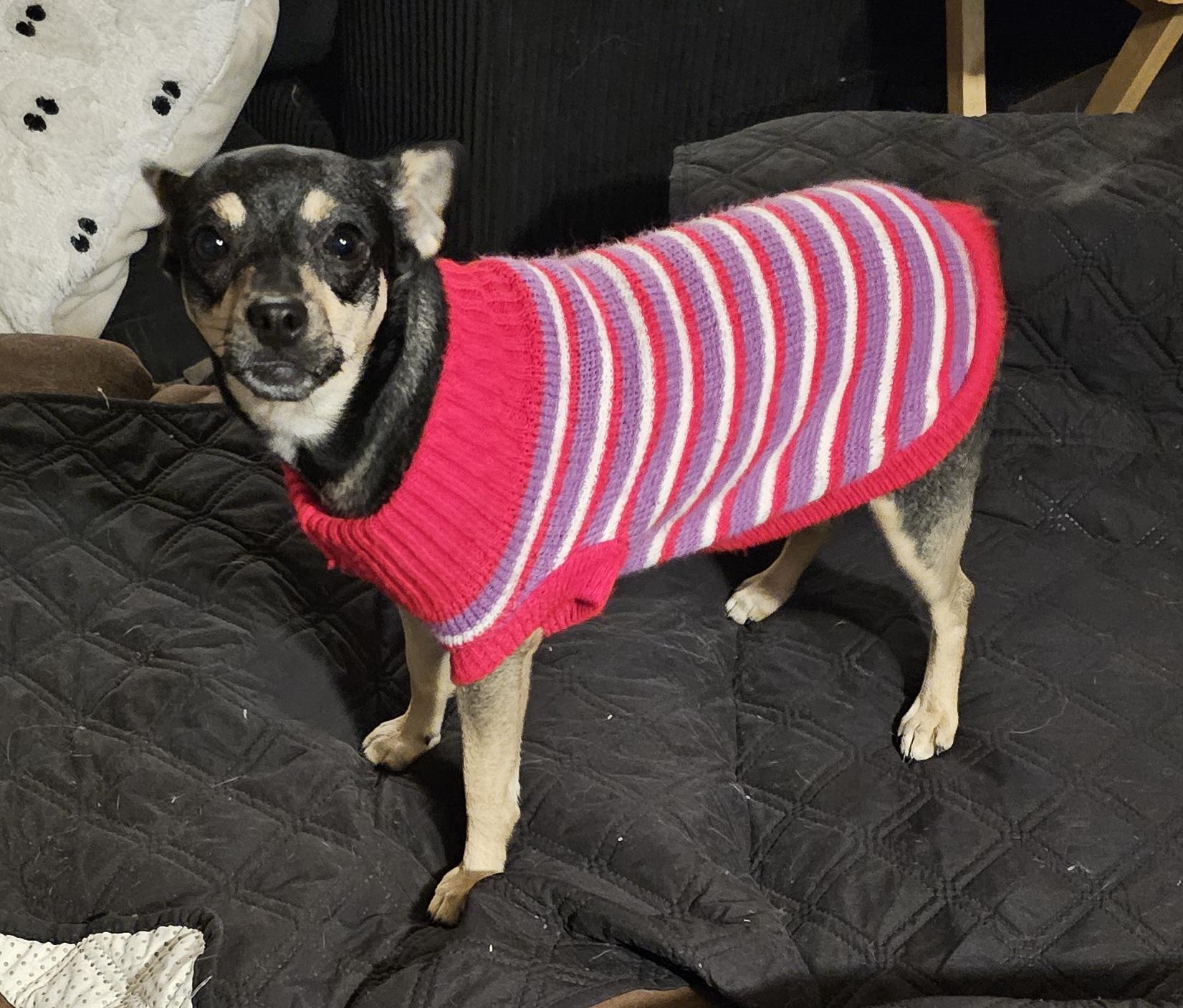 Pretty Girl, adopted, Adult Female Chihuahua.
