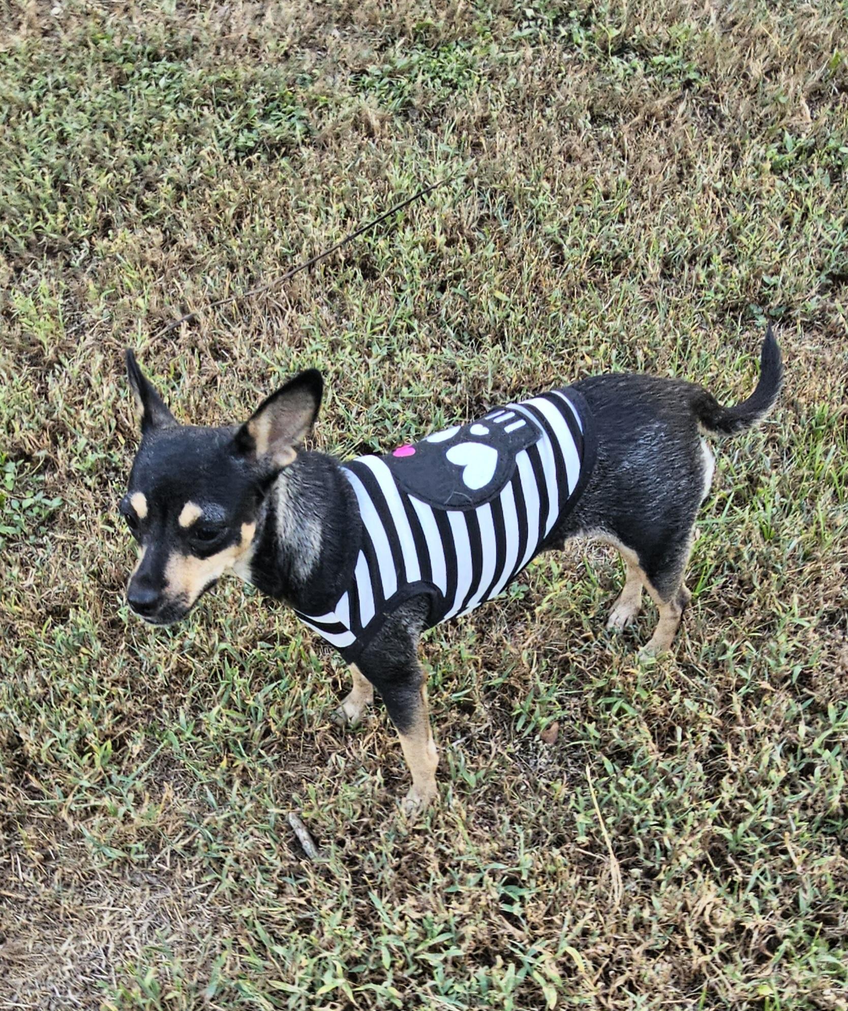 Enlarge Pretty Girl, an adopted mixed breed in Dallas, TX image 6/6