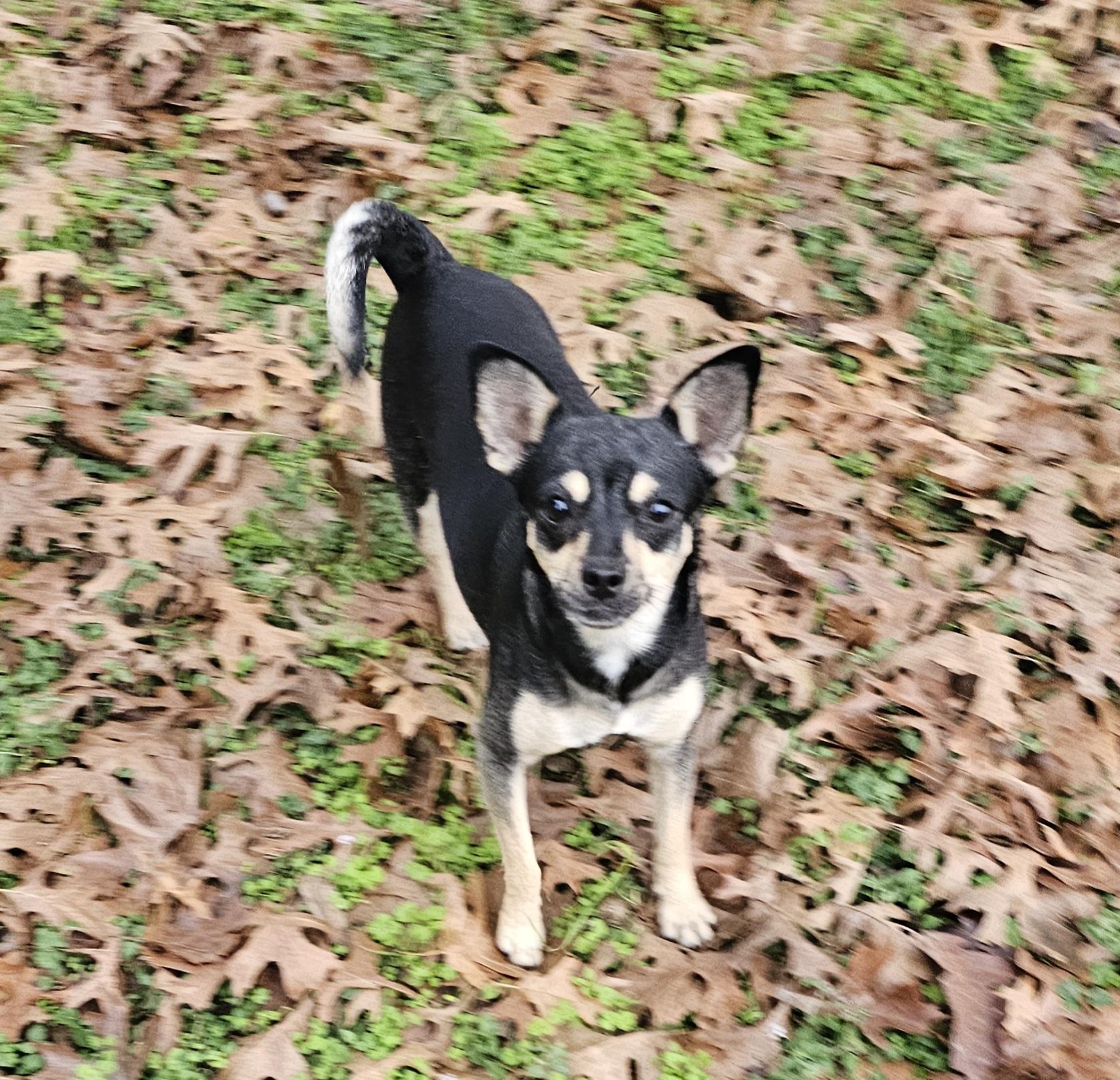 Enlarge Pretty Girl, an adopted mixed breed in Dallas, TX image 3/6