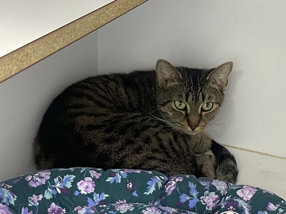 Evanescence, Adoptable, Young Female Domestic Medium Hair.