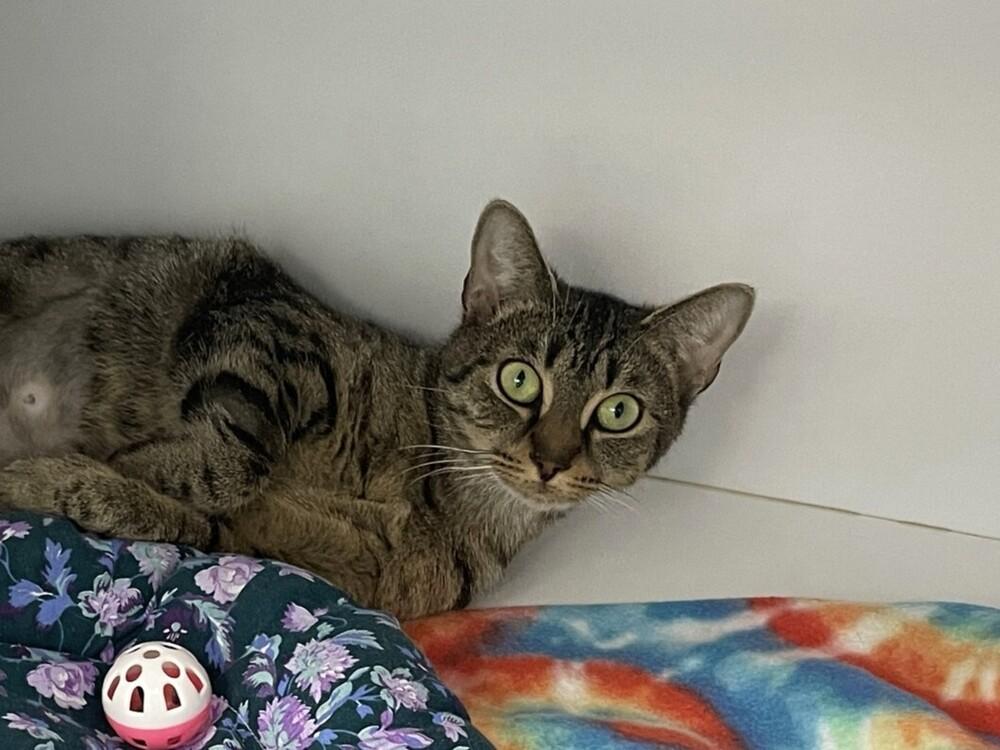 Enlarge Evanescence, a Adoptable Domestic Medium Hair in Trenton, ME image 2/3