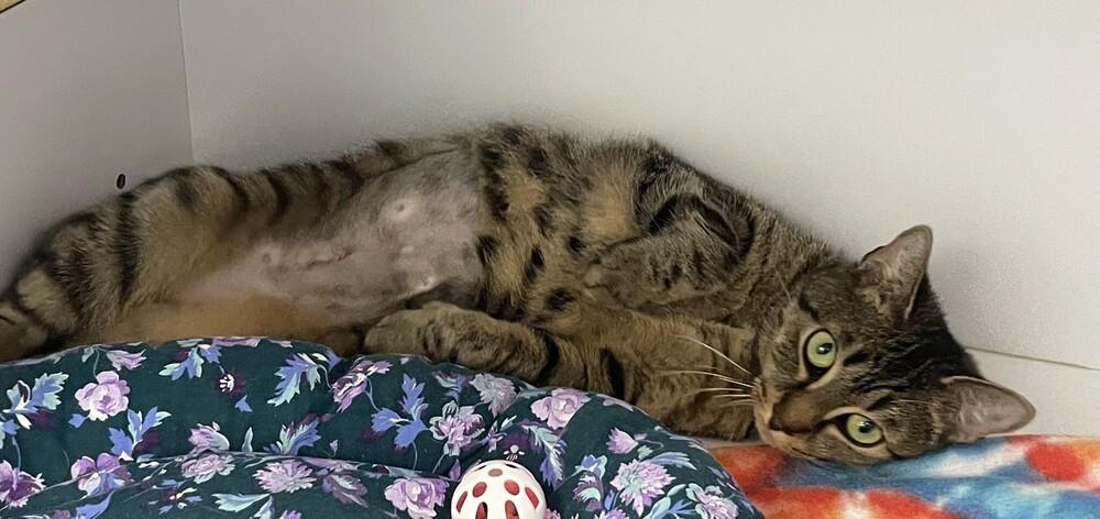 Enlarge Evanescence, a Adoptable Domestic Medium Hair in Trenton, ME image 3/3
