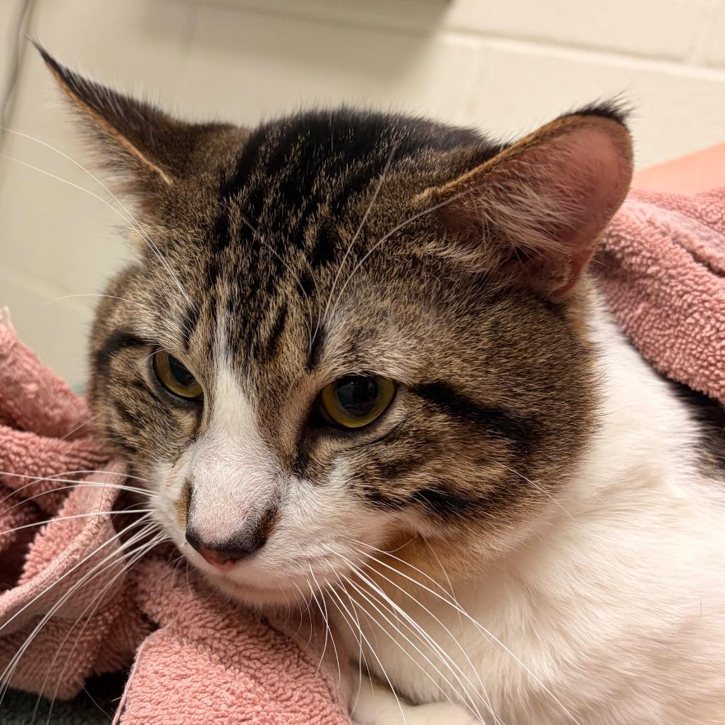 Loki, Adoptable, Adult Male Domestic Short Hair.