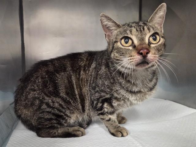 Enlarge NONNIE, a Adoptable Domestic Short Hair in Panama City, FL image 1/1