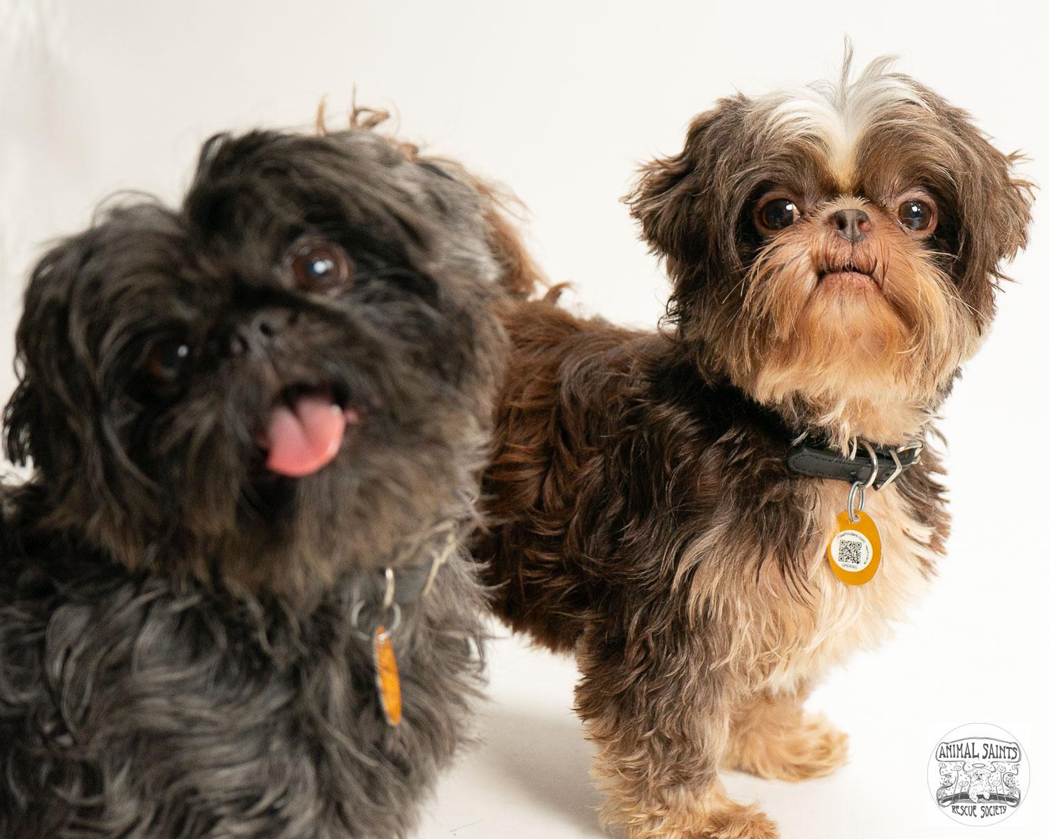 Enlarge Tollie & Walter - Bonded Pair, a Adoptable Shih Tzu in Fort Montgomery, NY image 2/6