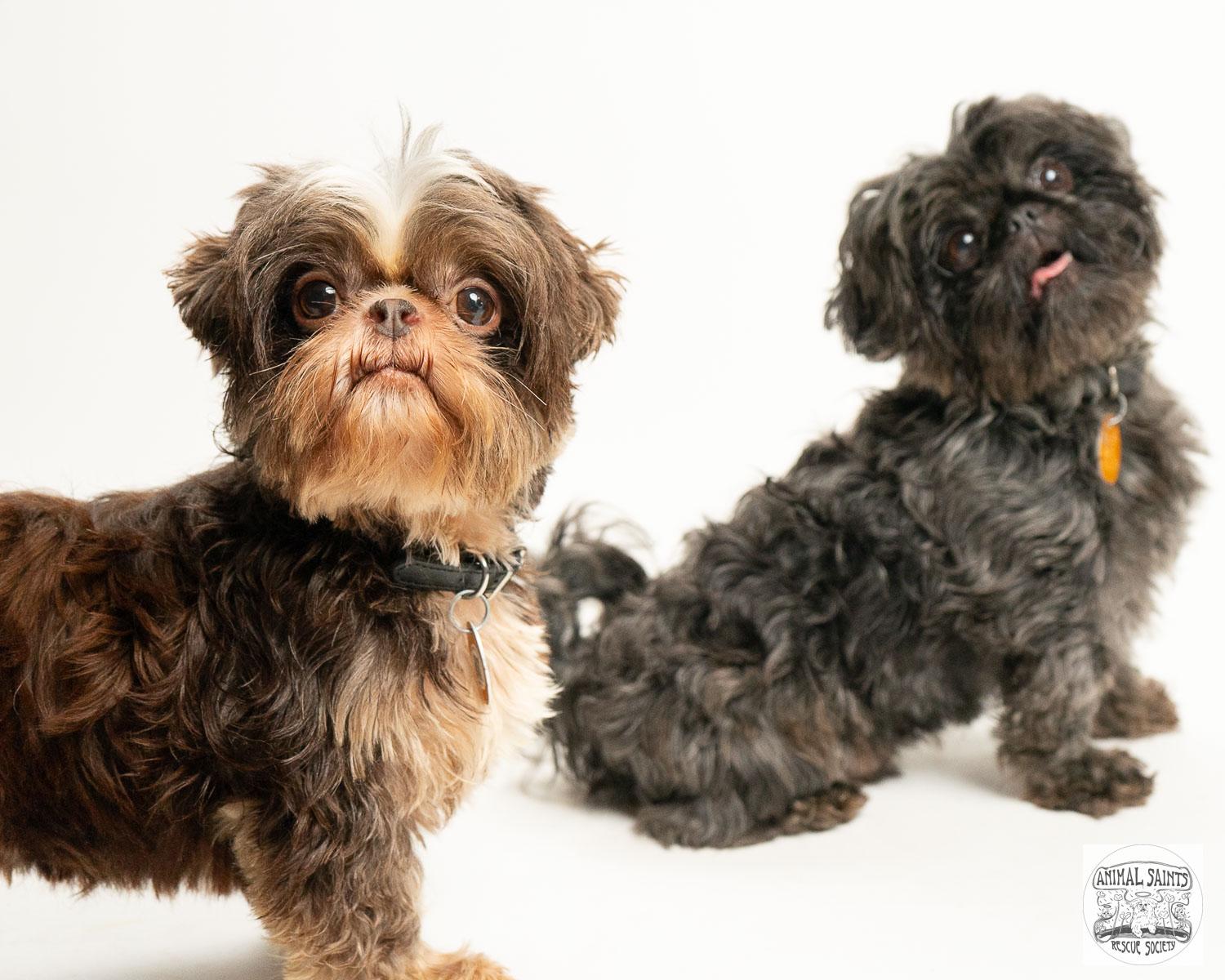 Enlarge Tollie & Walter - Bonded Pair, a Adoptable Shih Tzu in Fort Montgomery, NY image 3/6