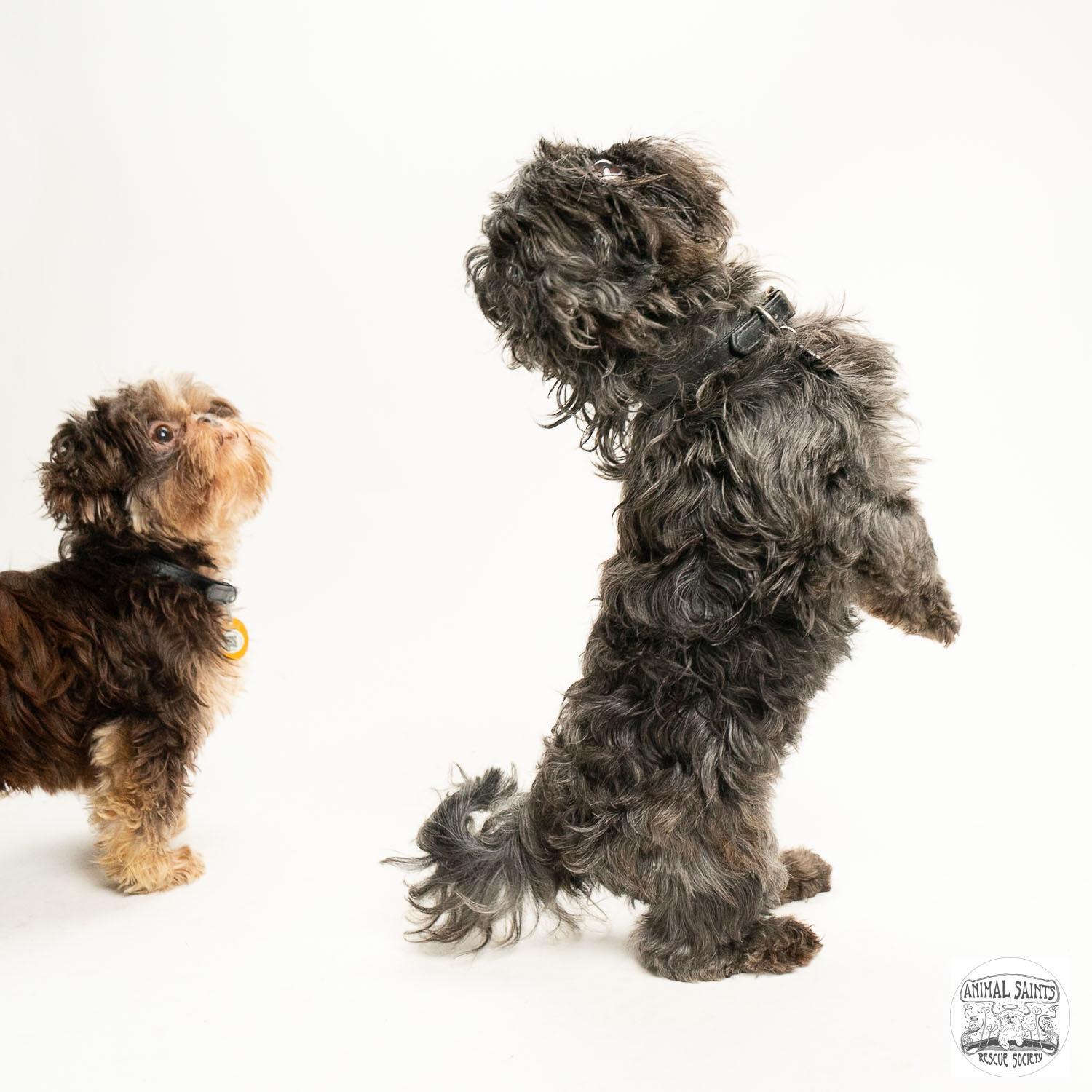 Enlarge Tollie & Walter - Bonded Pair, a Adoptable Shih Tzu in Fort Montgomery, NY image 4/6