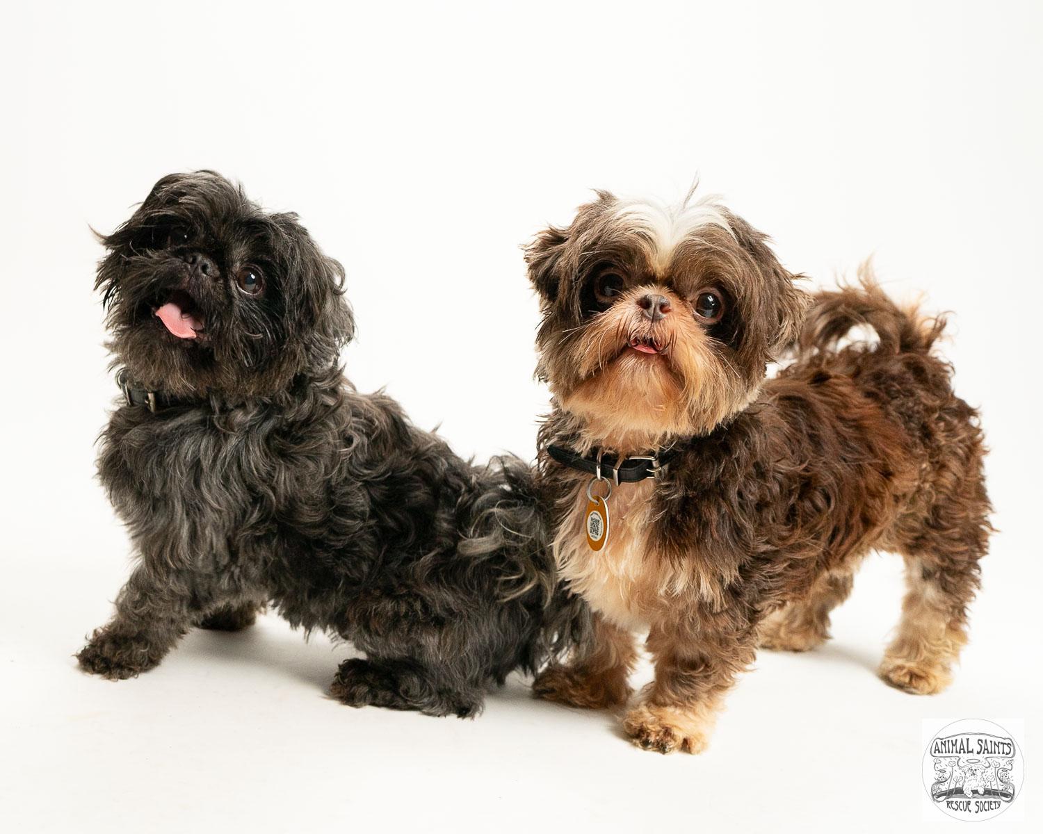 Enlarge Tollie & Walter - Bonded Pair, a Adoptable Shih Tzu in Fort Montgomery, NY image 5/6
