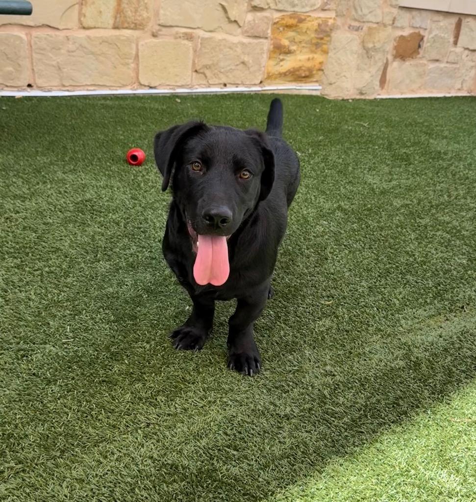 Enlarge Pope, a Adoptable mixed breed in Seguin, TX image 1/3