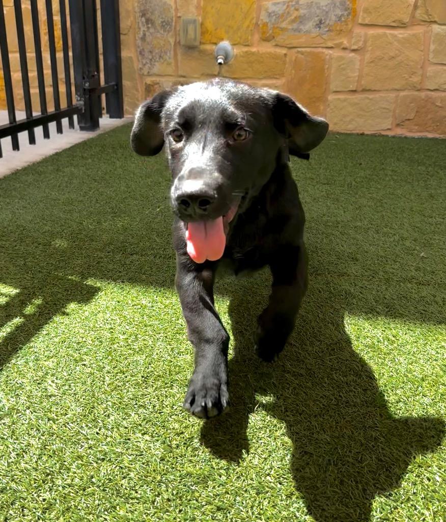 Enlarge Pope, a Adoptable mixed breed in Seguin, TX image 2/3