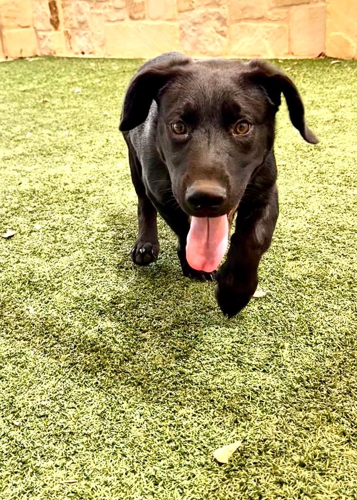 Enlarge Pope, a Adoptable mixed breed in Seguin, TX image 3/3