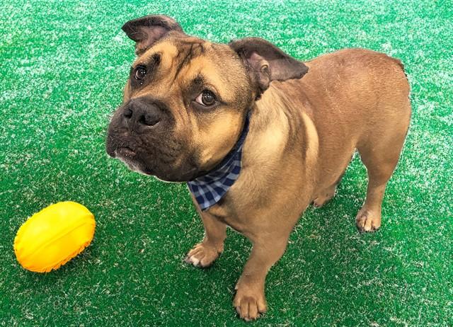 Enlarge DUDE, a Adoptable mixed breed in Fort Lauderdale, FL image 1/1