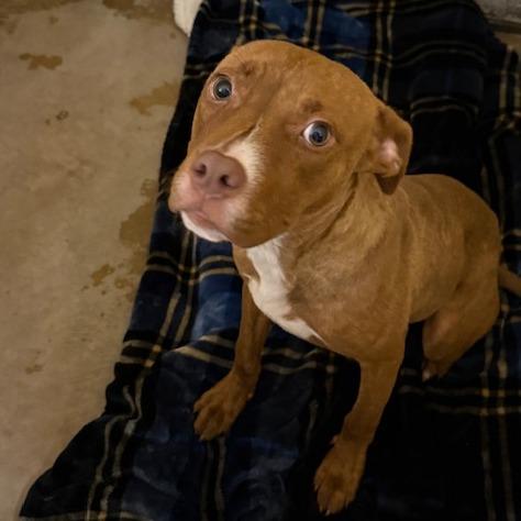 Cinnamon Toast Crunch, Adoptable, Young Female Mixed Breed.
