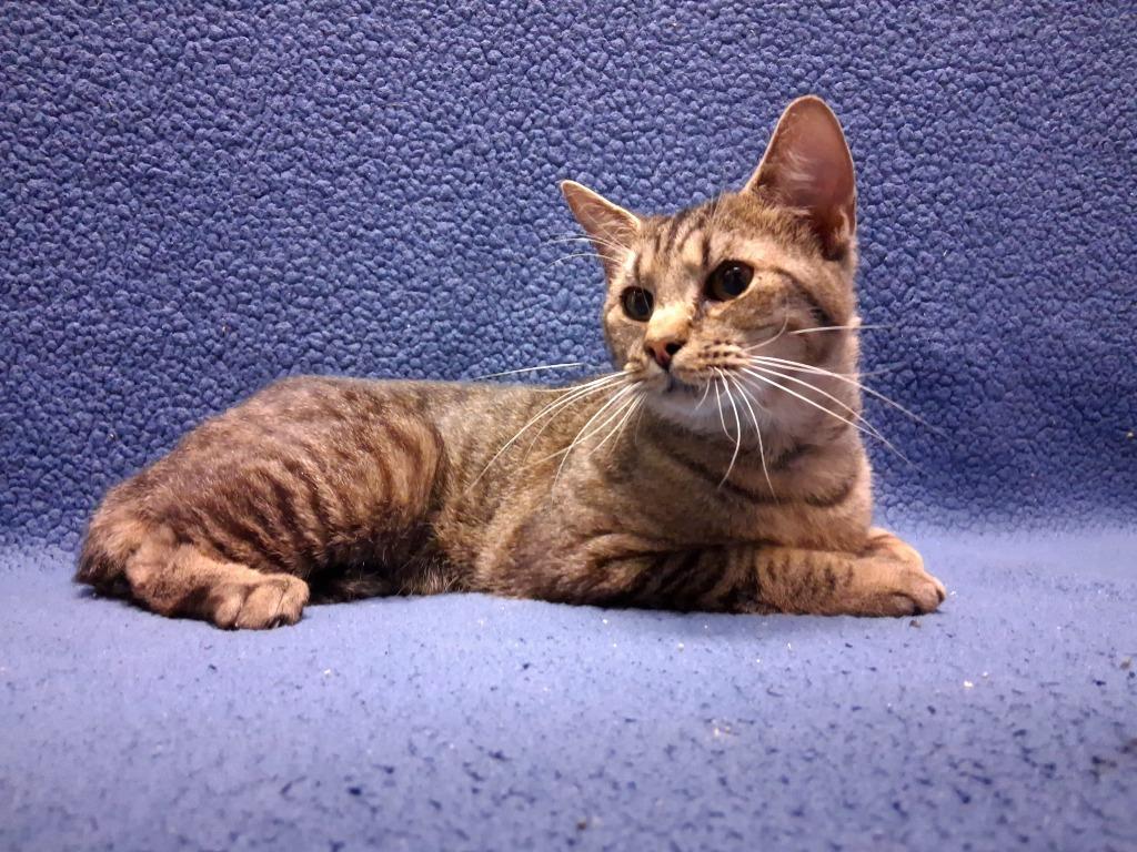 GENERAL, Adoptable, Young Male Domestic Short Hair.