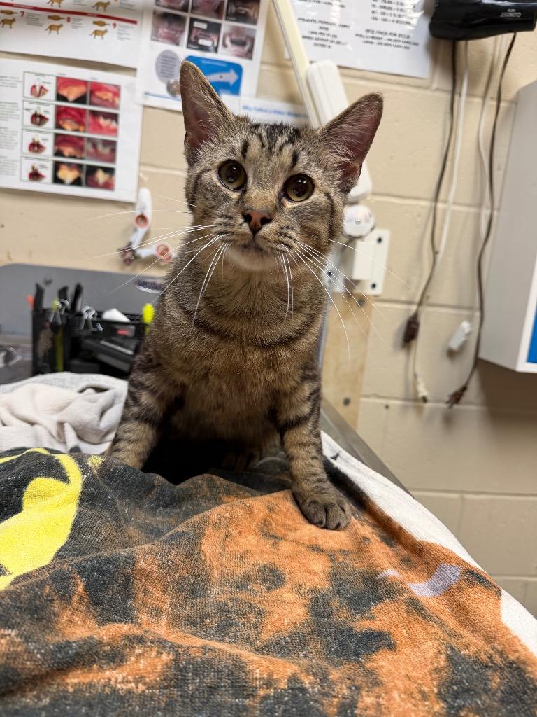 Enlarge GENERAL, a Adoptable mixed breed in Wintersville, OH image 2/3