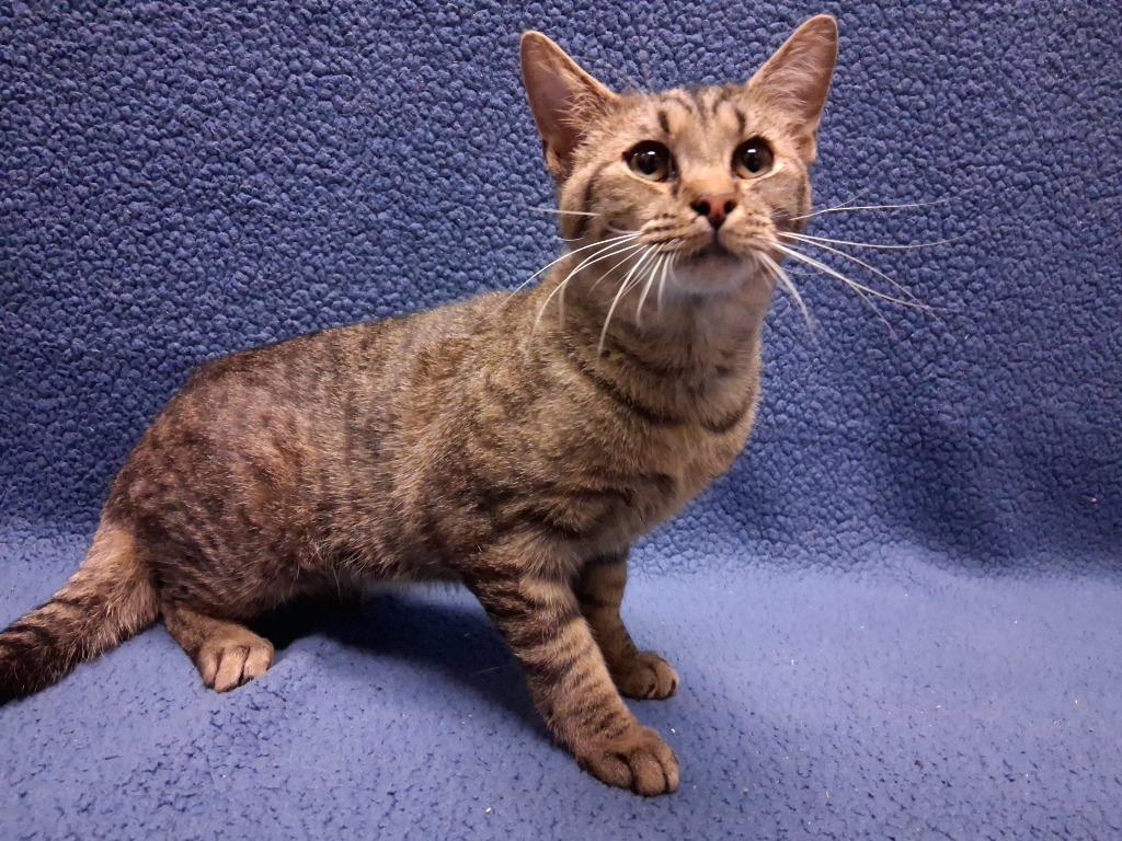 Enlarge GENERAL, a Adoptable mixed breed in Wintersville, OH image 3/3