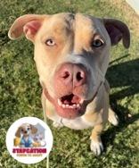 Milly, a Adoptable mixed breed in Phoenix, AZ image 1/3