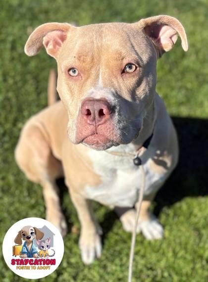 Enlarge Milly, a Adoptable mixed breed in Phoenix, AZ image 1/3