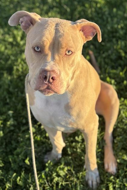 Milly, Adoptable, Young Female American Staffordshire Terrier & Pit Bull Terrier.