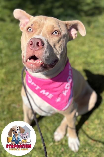 Milly, Adoptable, Young Female American Staffordshire Terrier & Pit Bull Terrier.