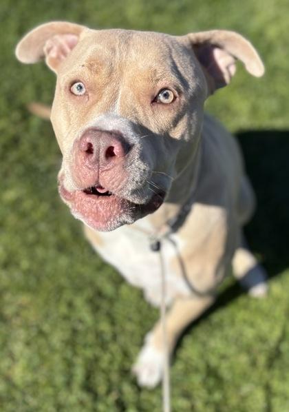 Enlarge Milly, a Adoptable mixed breed in Phoenix, AZ image 2/3